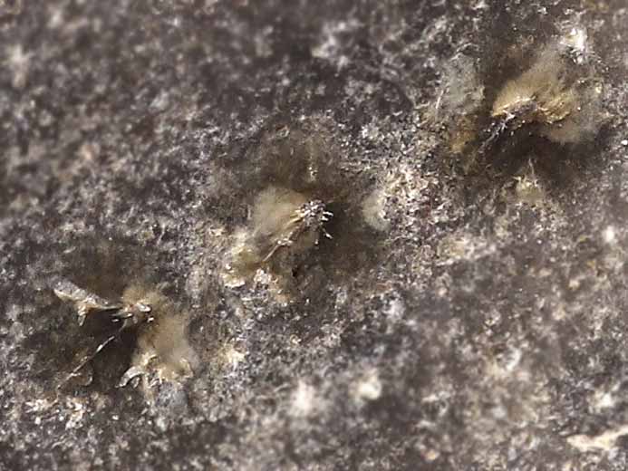 ichnofossile: biorosion de coquille fossile du jurassique Boulonnais